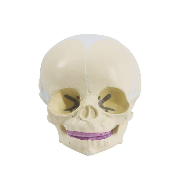 EVOTECH SCIENTIFIC Human Infant Skull Model, Life Sized Fetus Anatomy Skull Model for Medical Teaching Learning, Students Education Display Tool, Hand Painted - Image 2